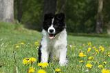 BORDER COLLIE 914